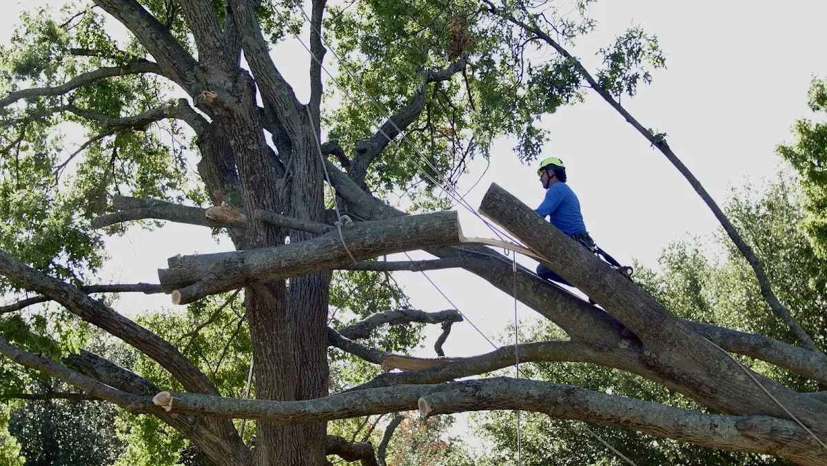 Professional Crown Thinning performed by certified arborists in Mondamin