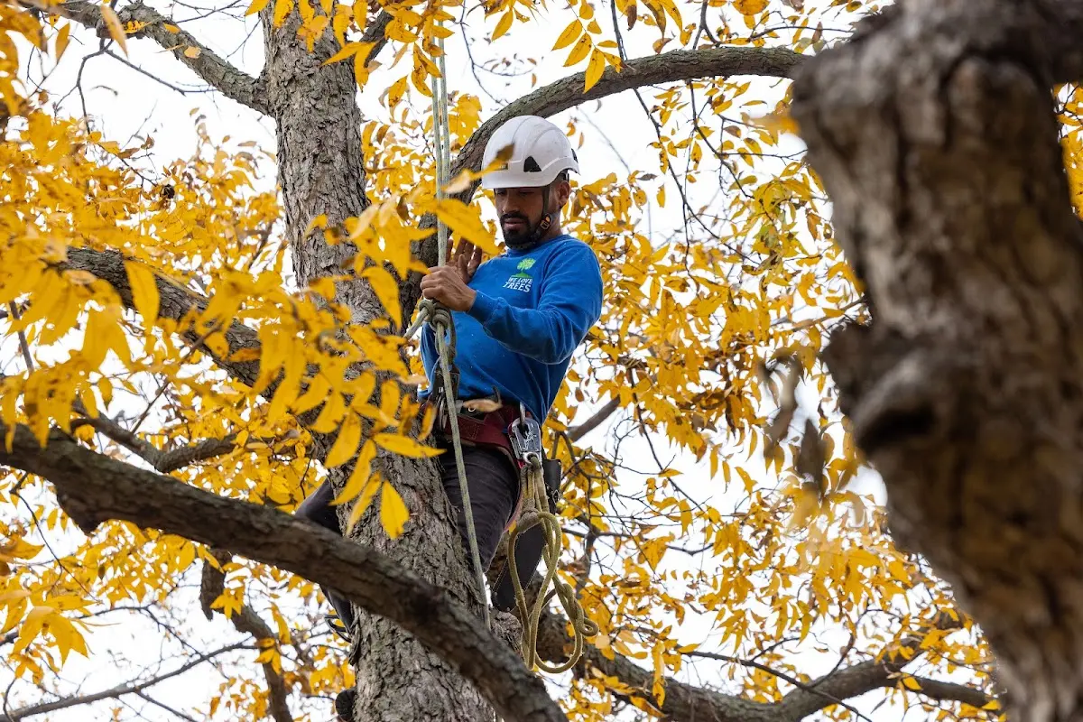 Skilled Tree Pruning crew working in Mondamin
